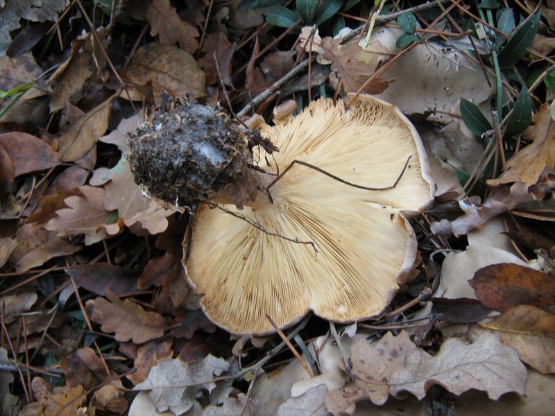 Funghi dalla Castellina